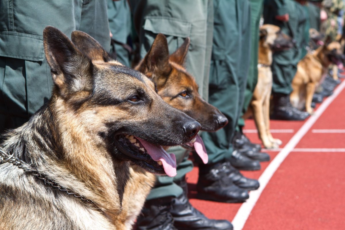 Немецкая овчарка Вестминстер