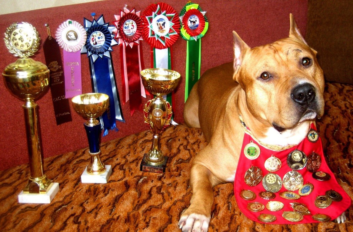 Собаки на службе Отечеству