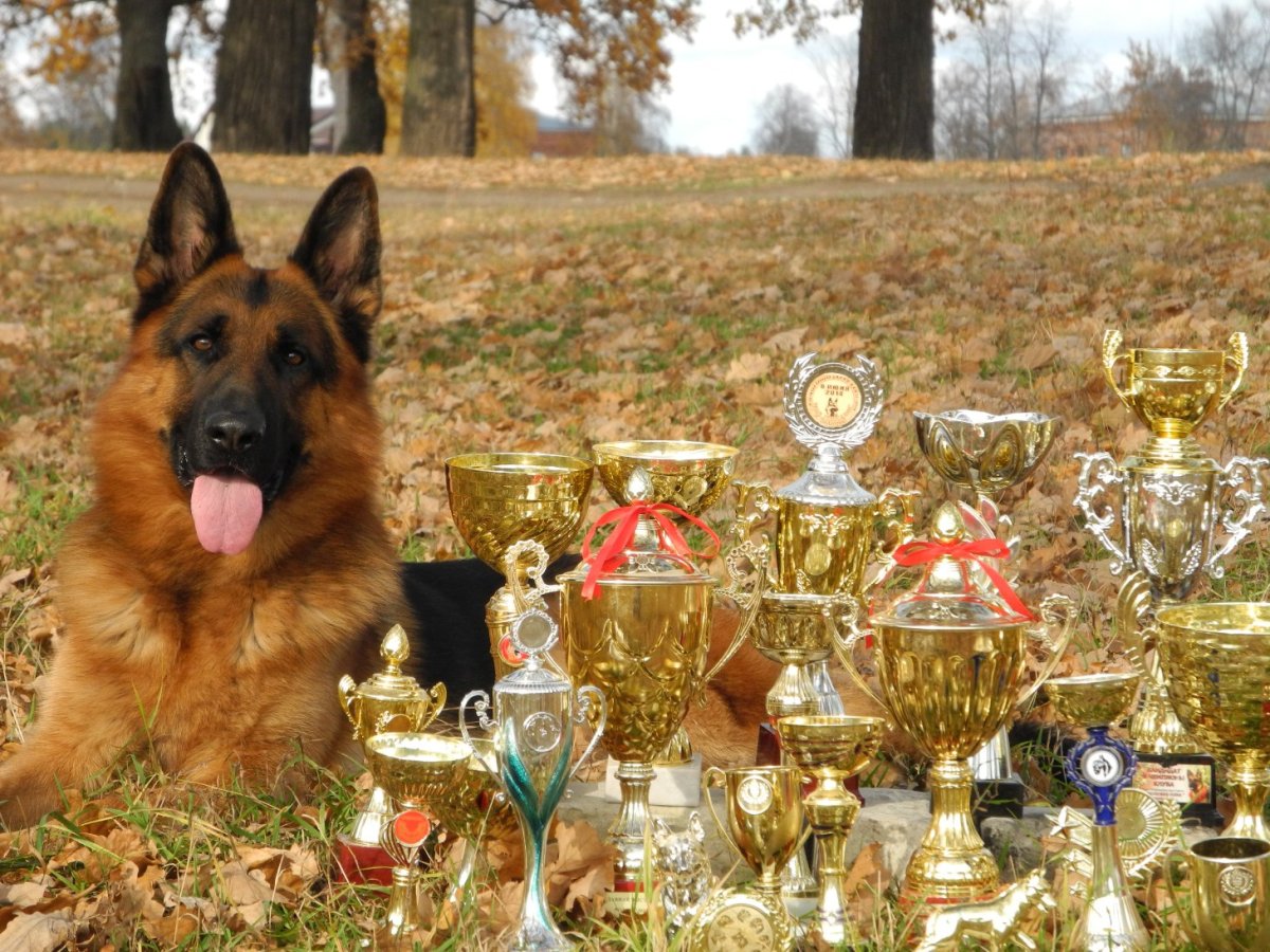 Немецкая овчарка медалист