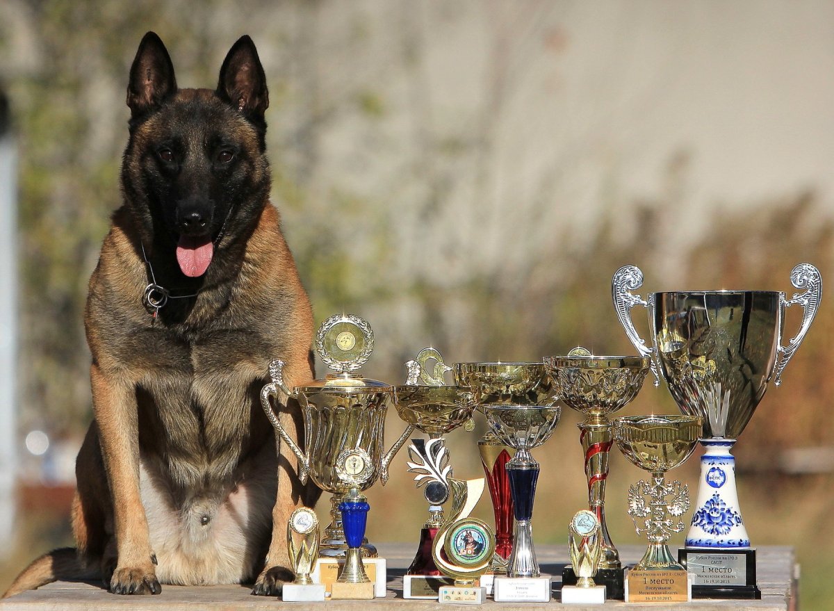 Азарт из команды азарт малинуа