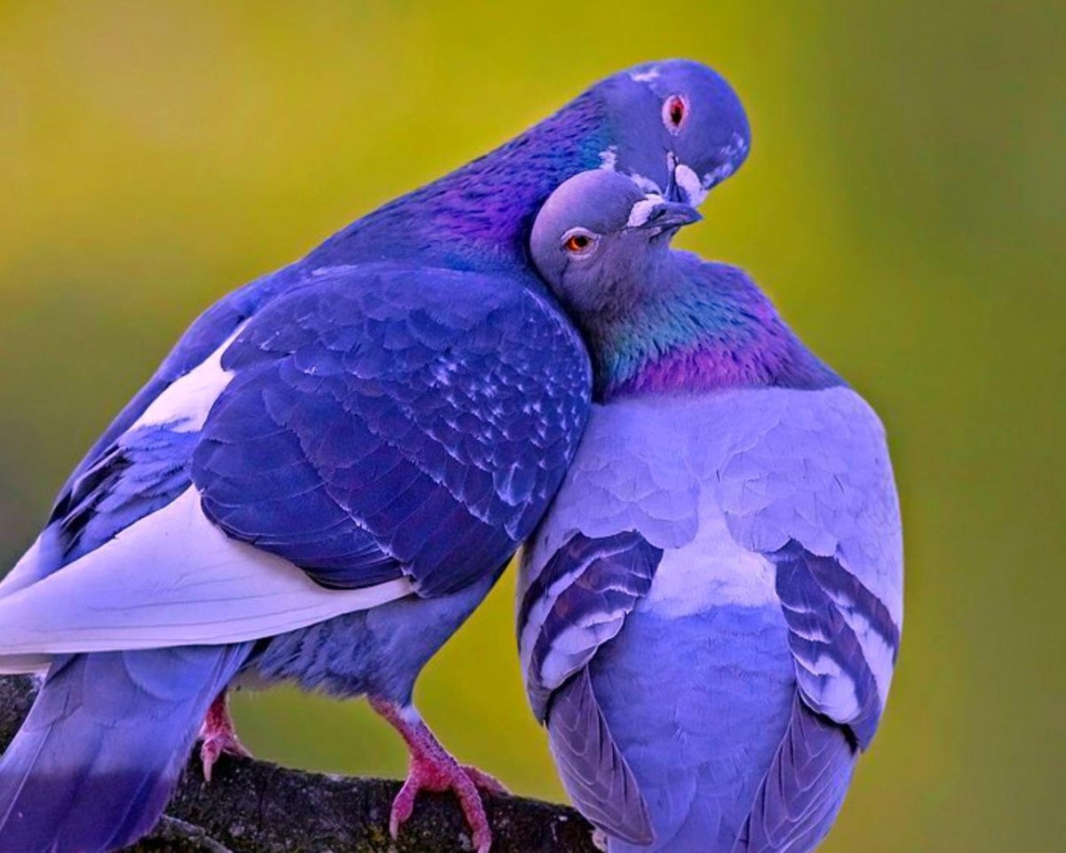 Любовь и голуби