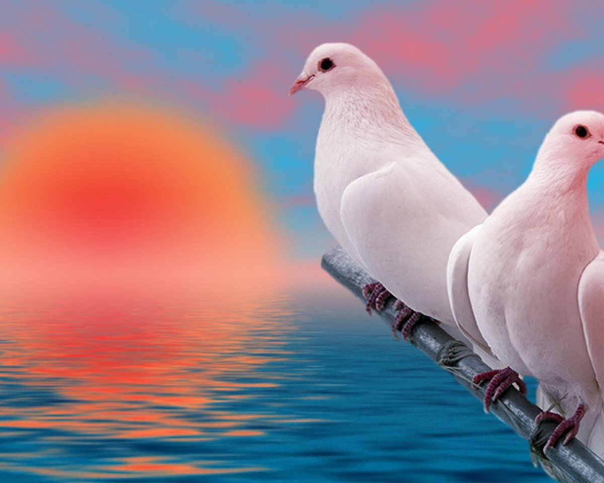 Голубки воркуют