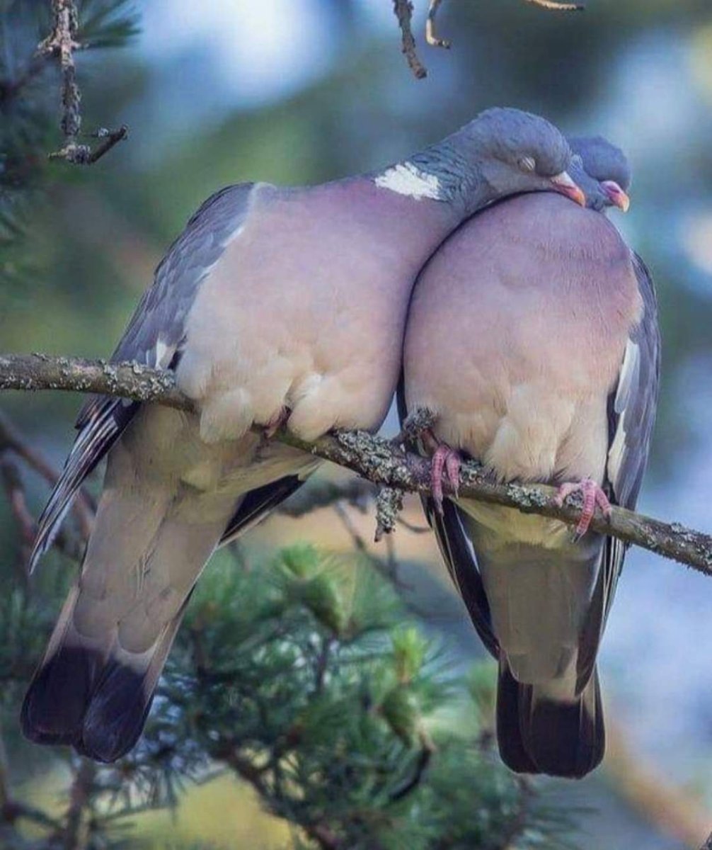 Пара голубей