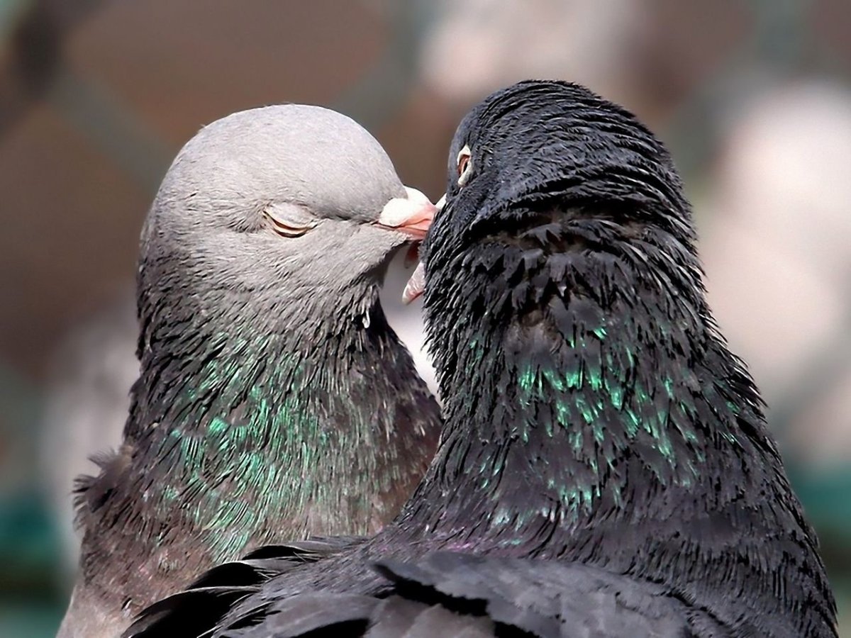Голуби воркуют