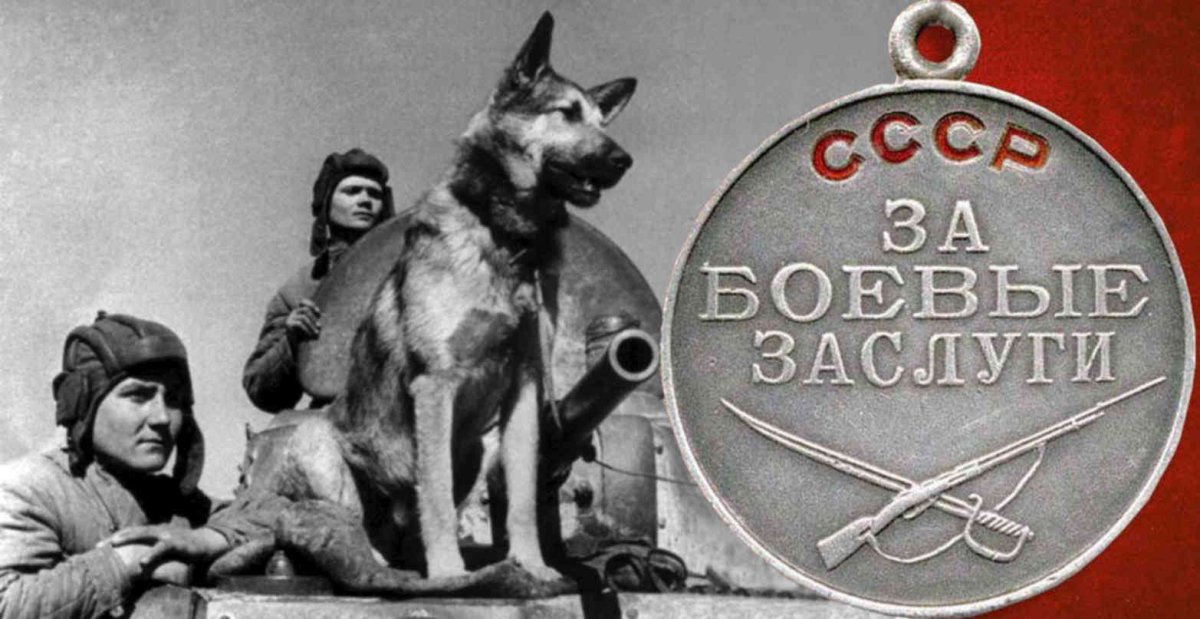 Немецкая овчарка с медалями