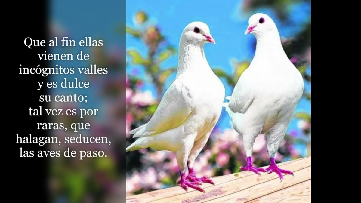 Райские птицы