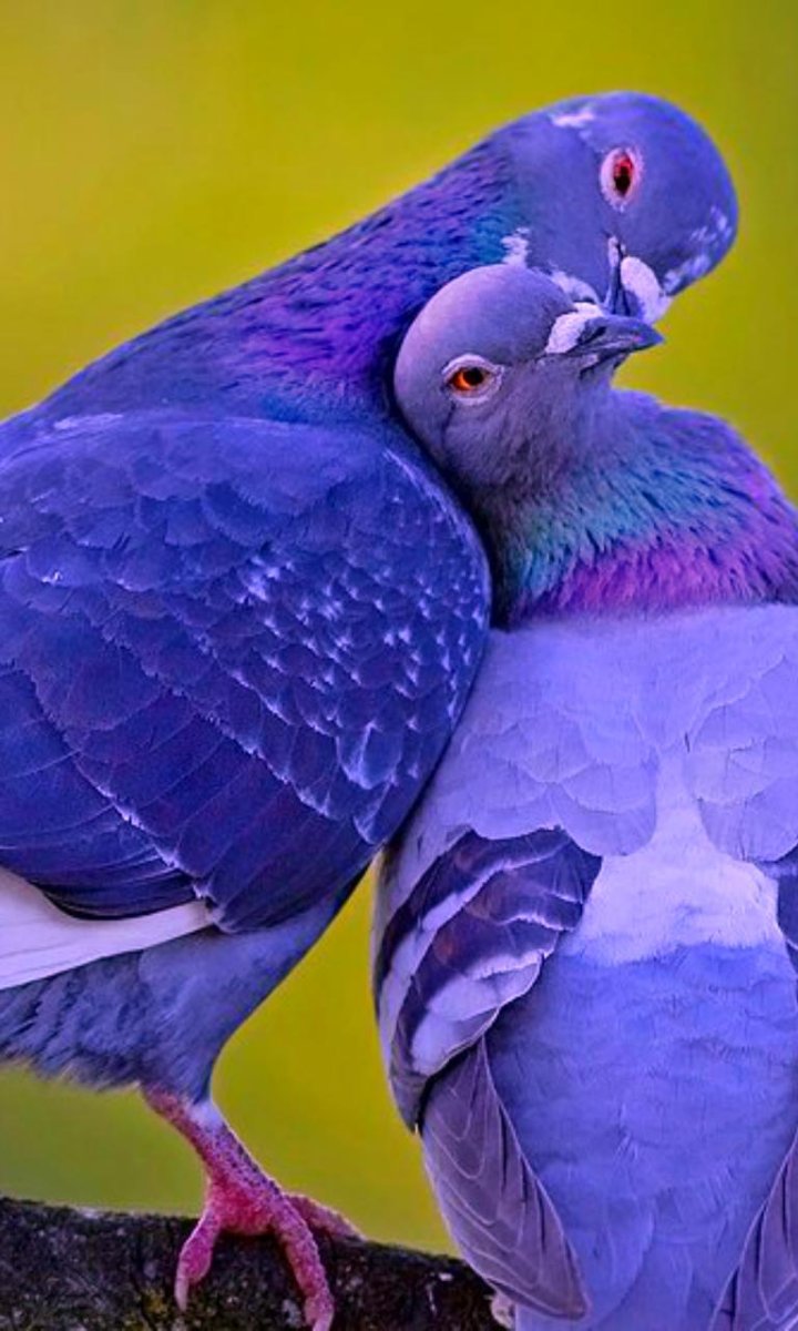 Статуэтка Lladro пара