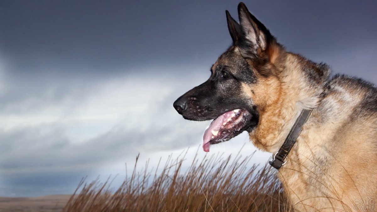 Немецкая овчарка босс