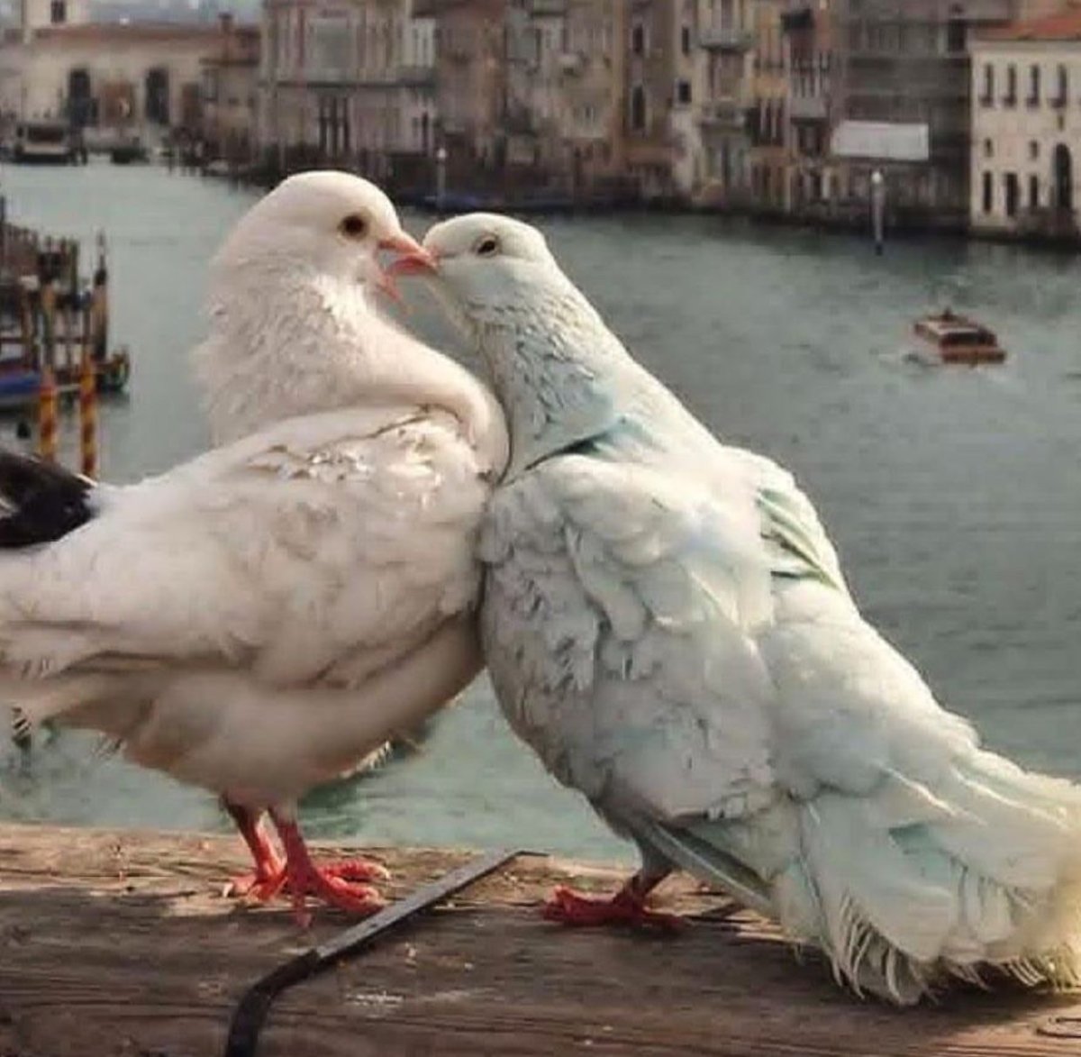 Голубок и Горлица