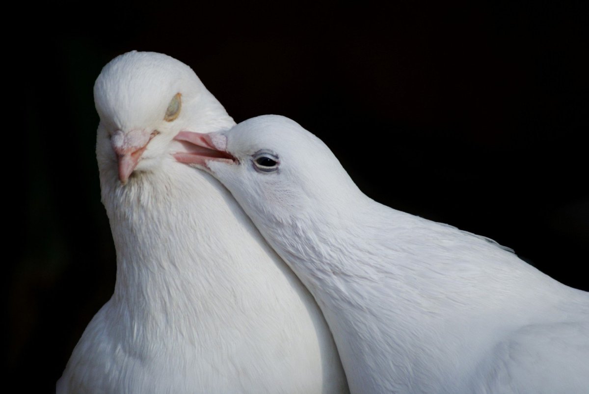 Любовь и голуби