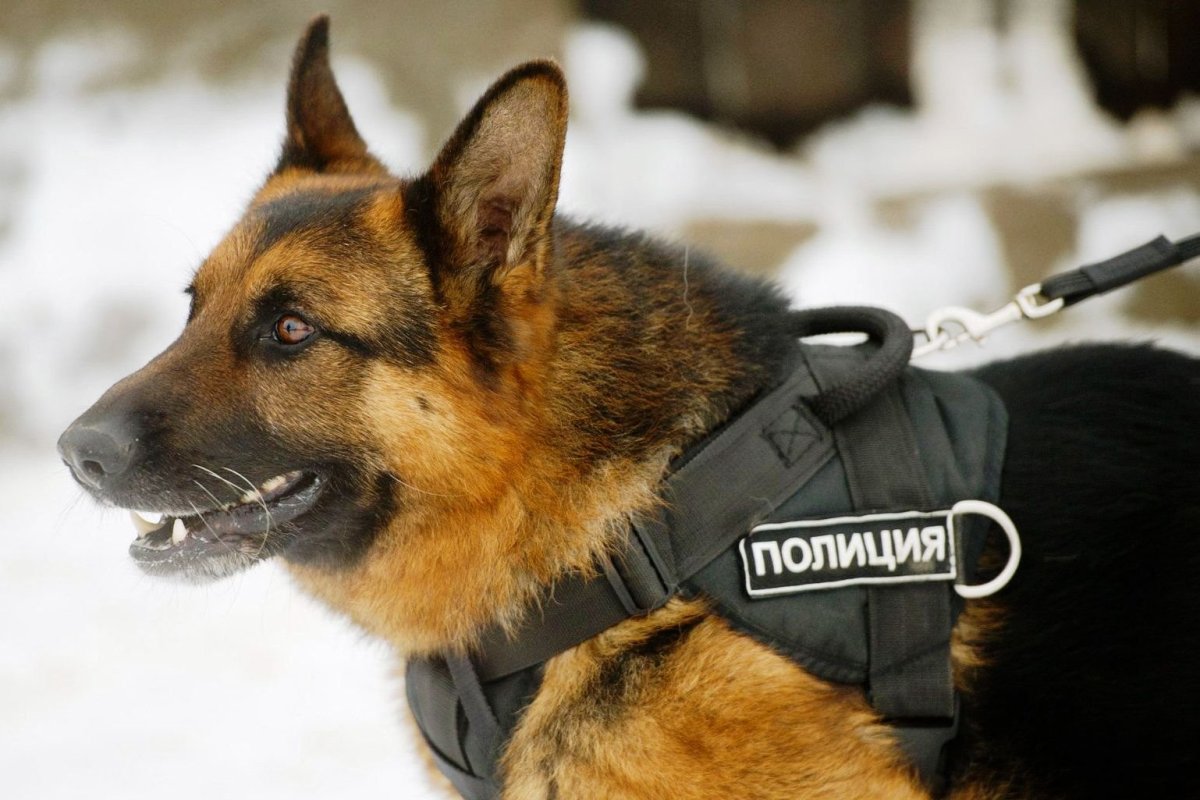 Немецкая овчарка санитар