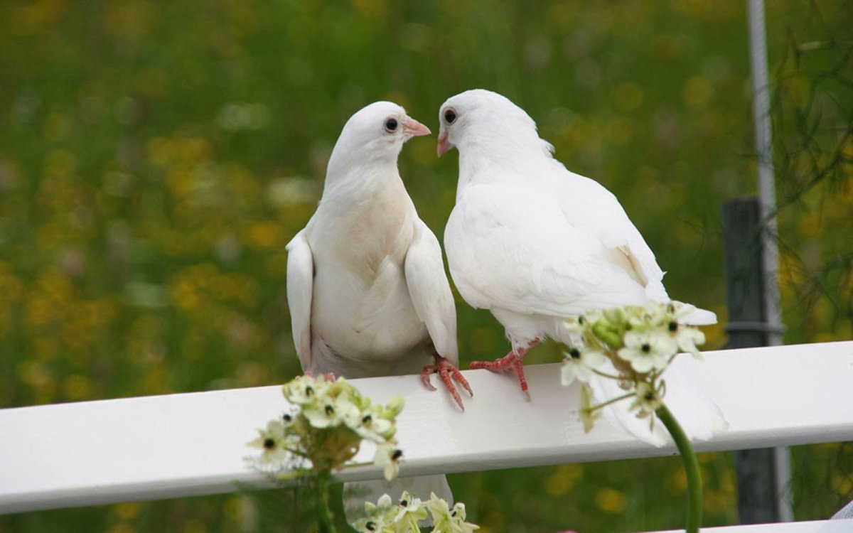 Голуби целуются
