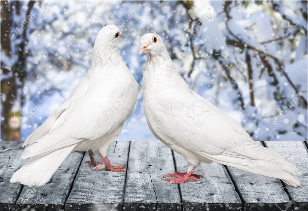 Пара голубей