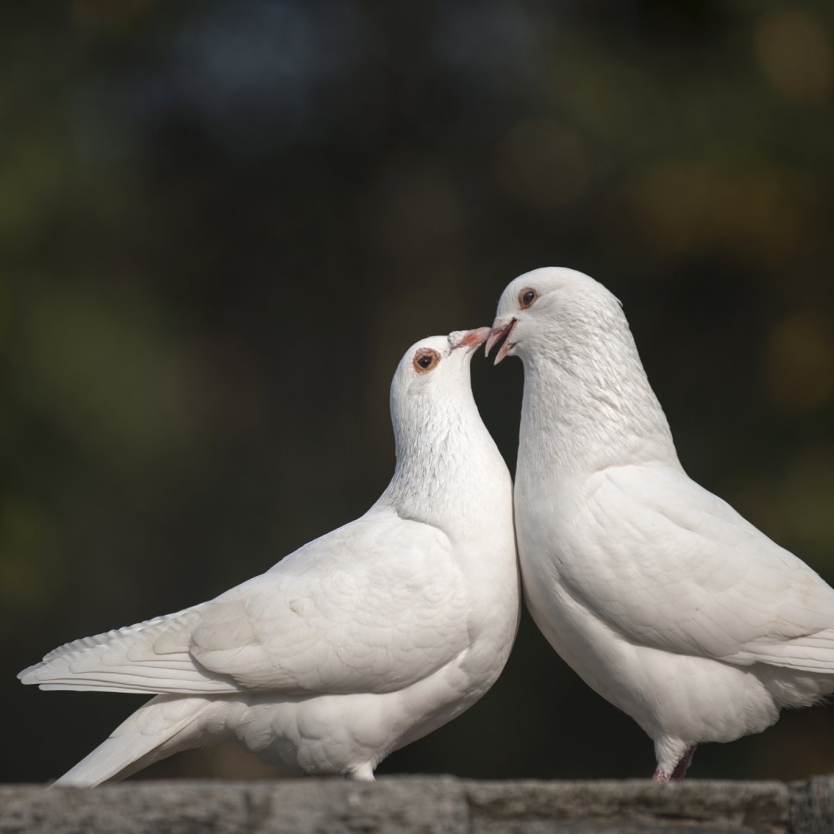 Фигура голуби белые пара АФ