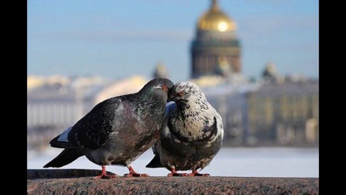 Белые голуби Свадебные