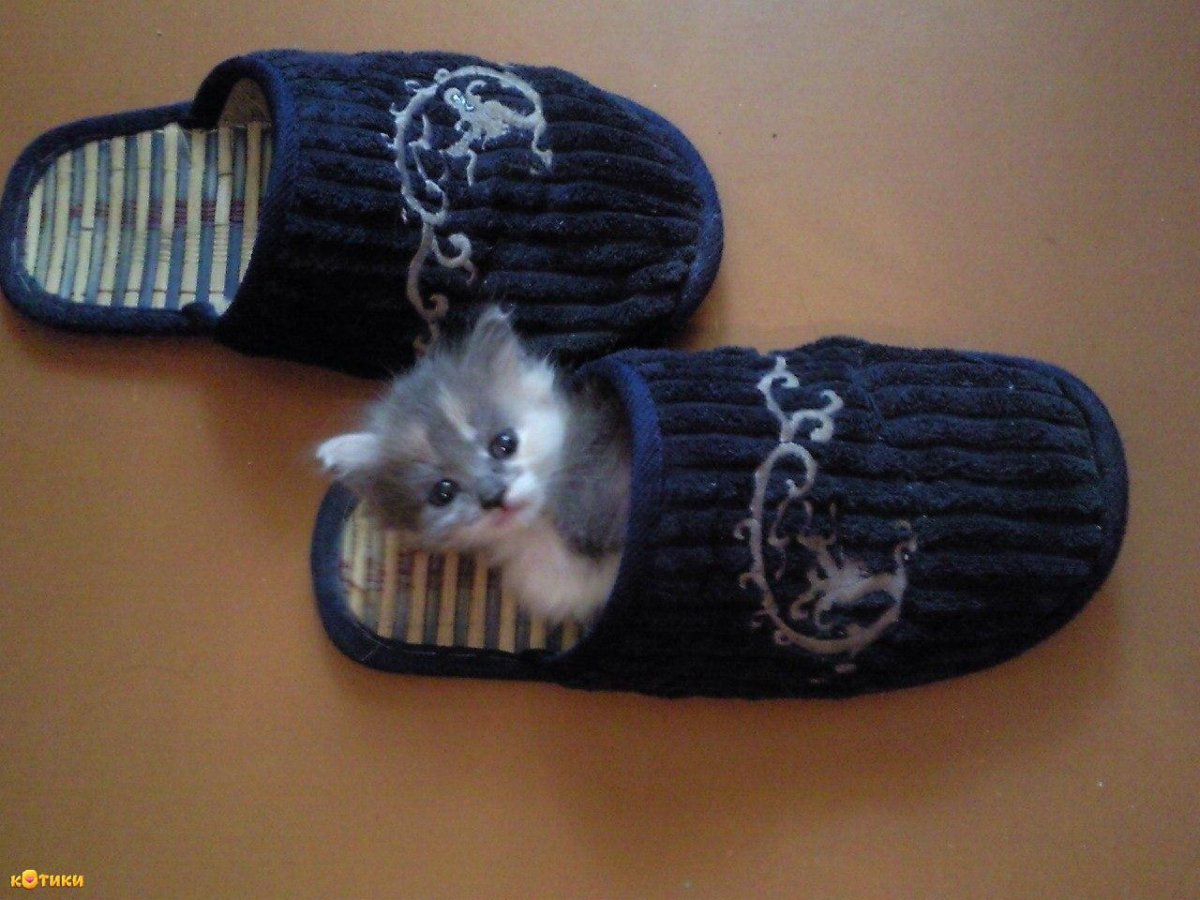 Котенок и тапок