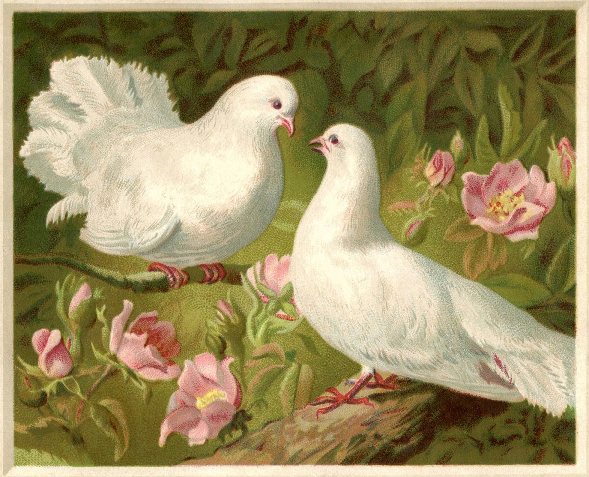 Пара голубей картина