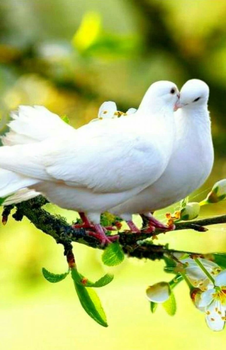 Влюбленные голуби