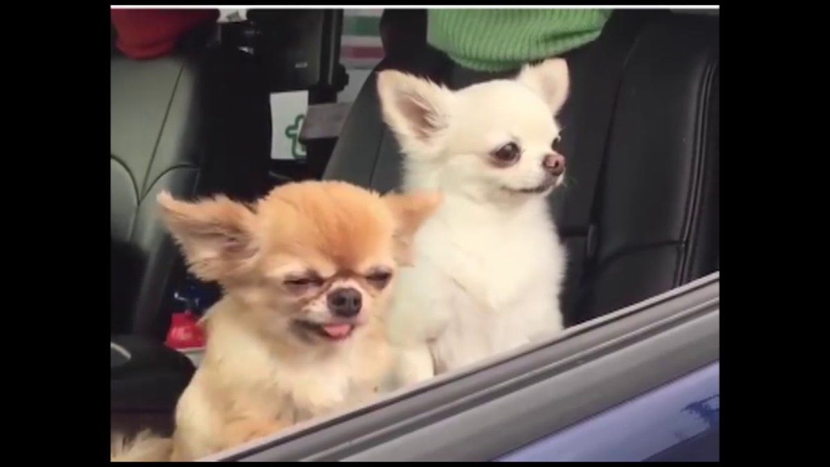 Чихуахуа улыбается