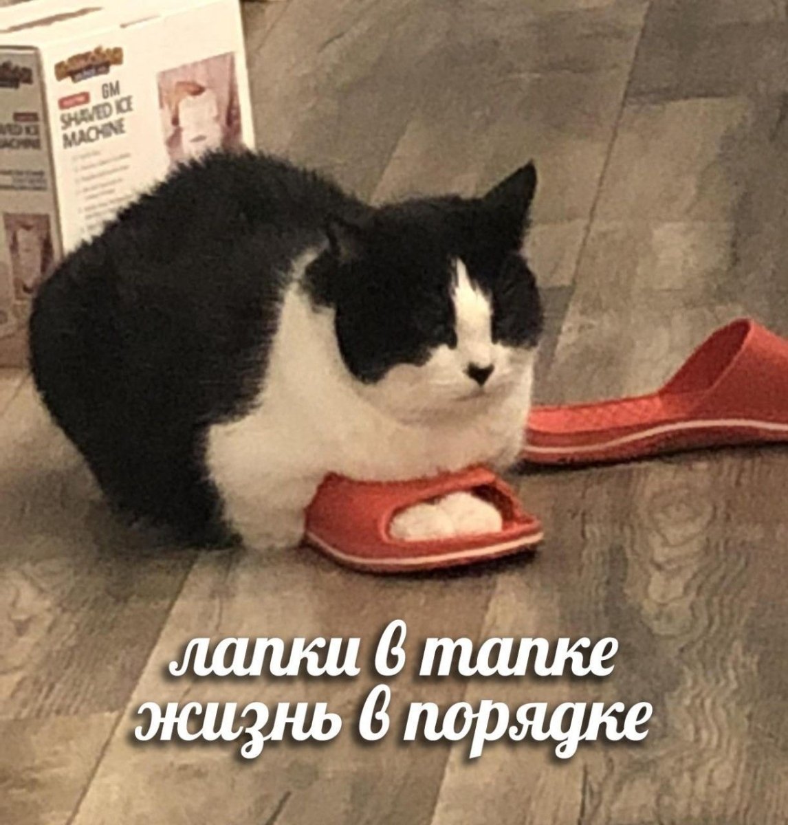 Лапки в такпки всё в порядке