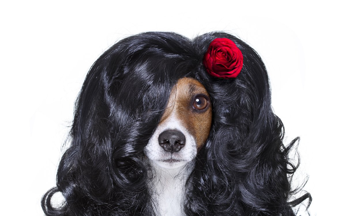 Chihuahua animatrinic