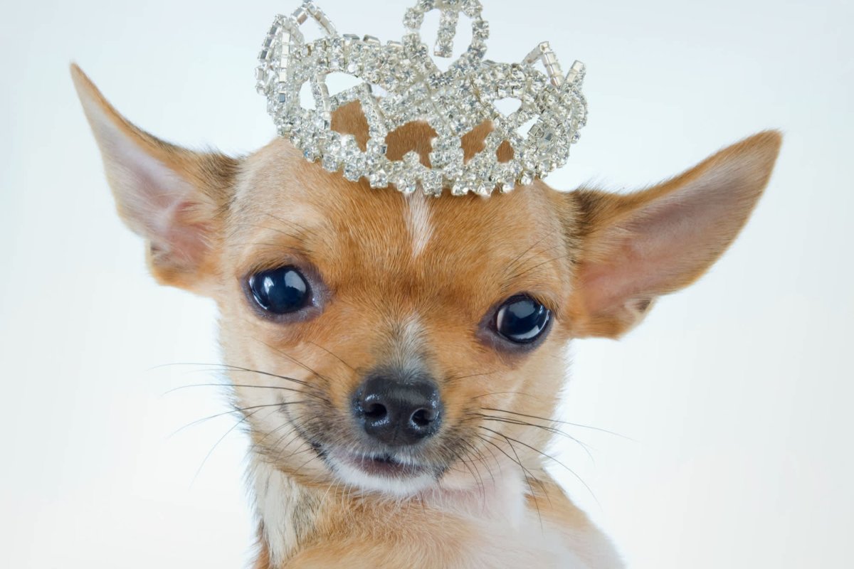 Питомец чихуахуа