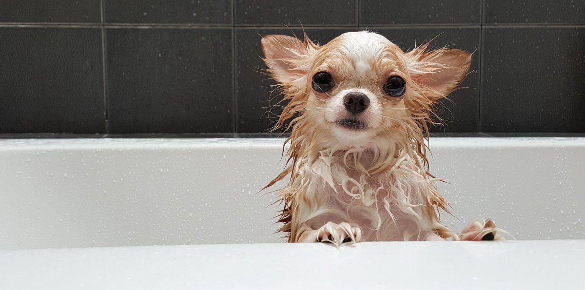 Милые пёсики чихуахуа