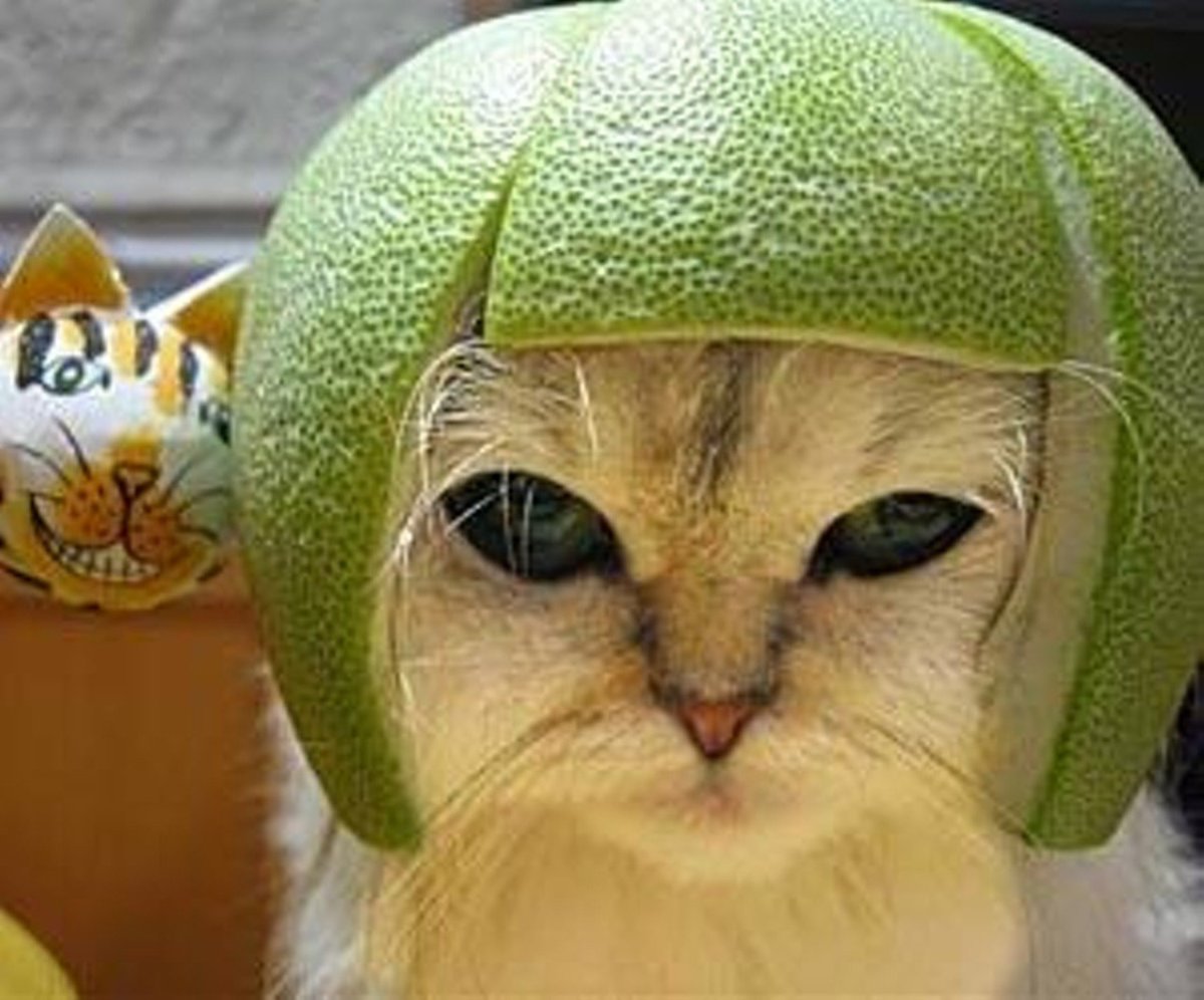 Кот в шлеме