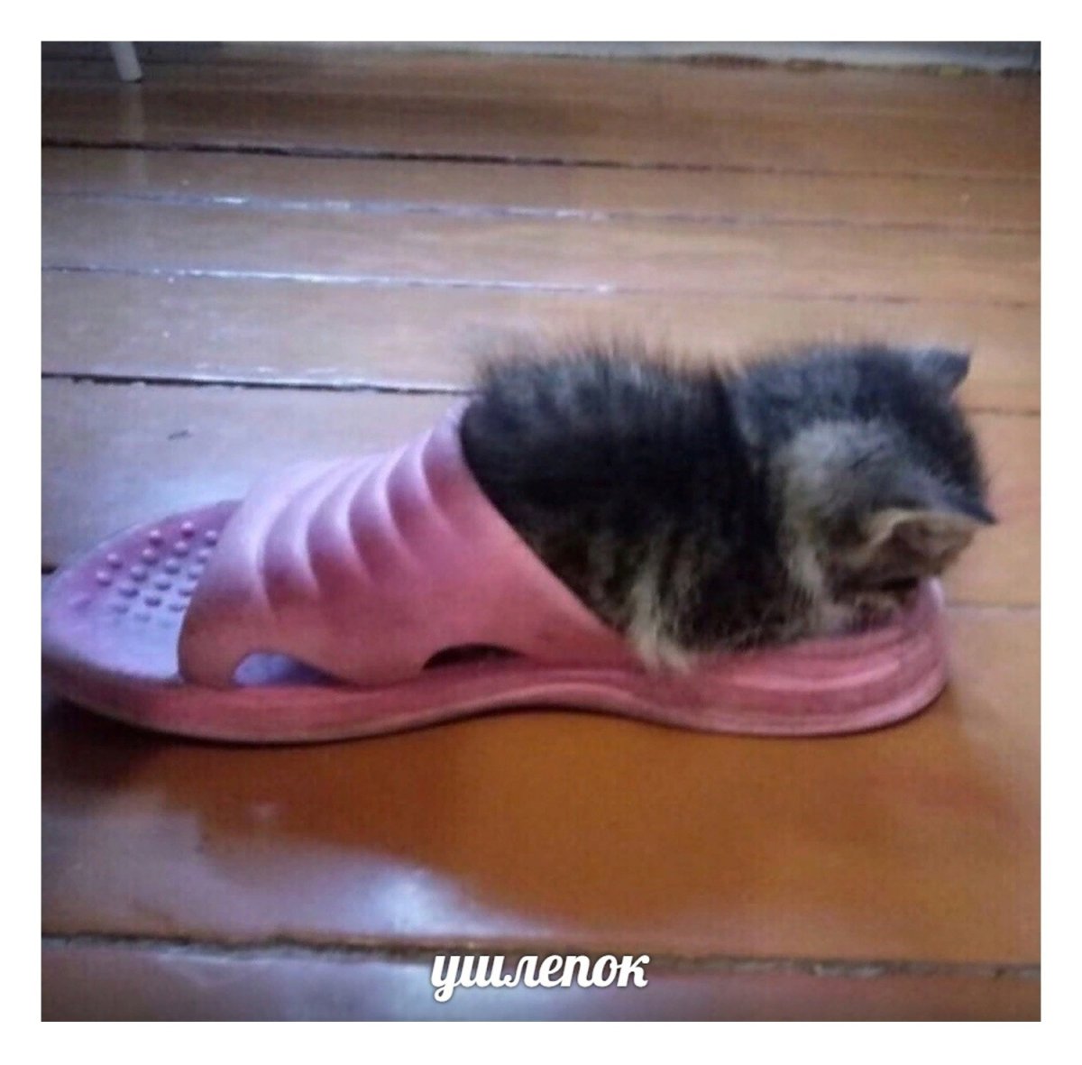 Ушлепок кот