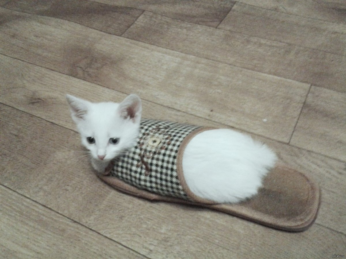 Кот в тапке на голове