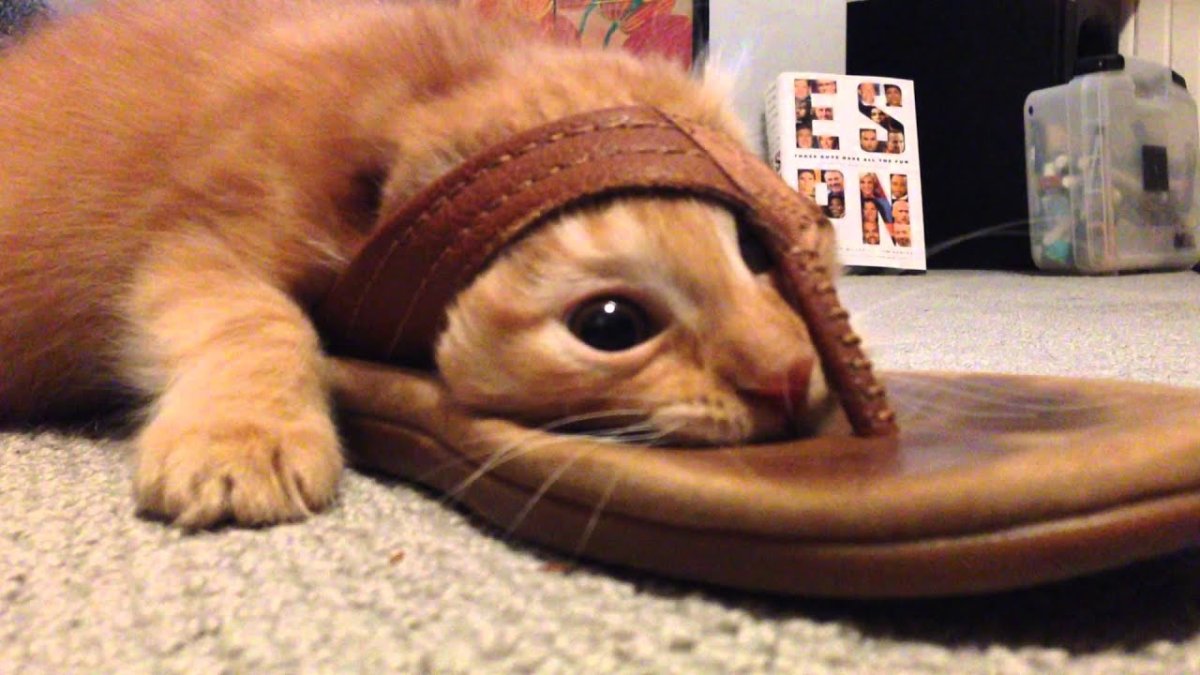 Кот в тапке