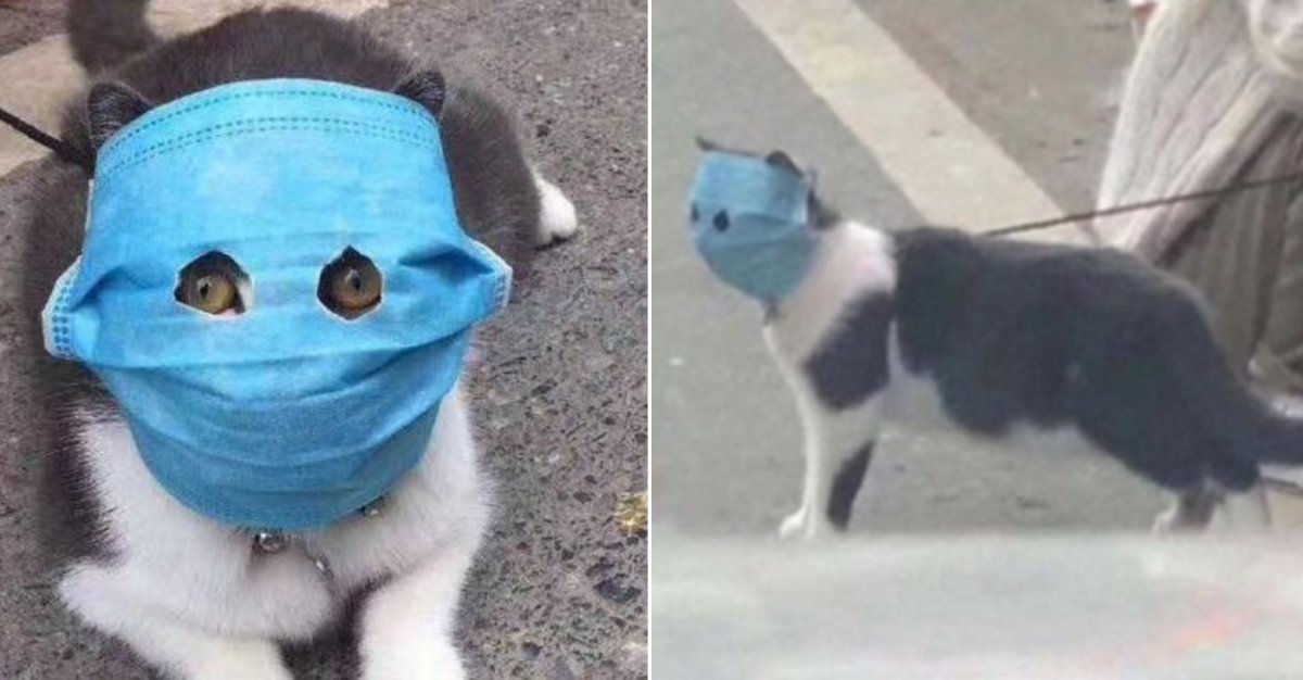 Коты в масках