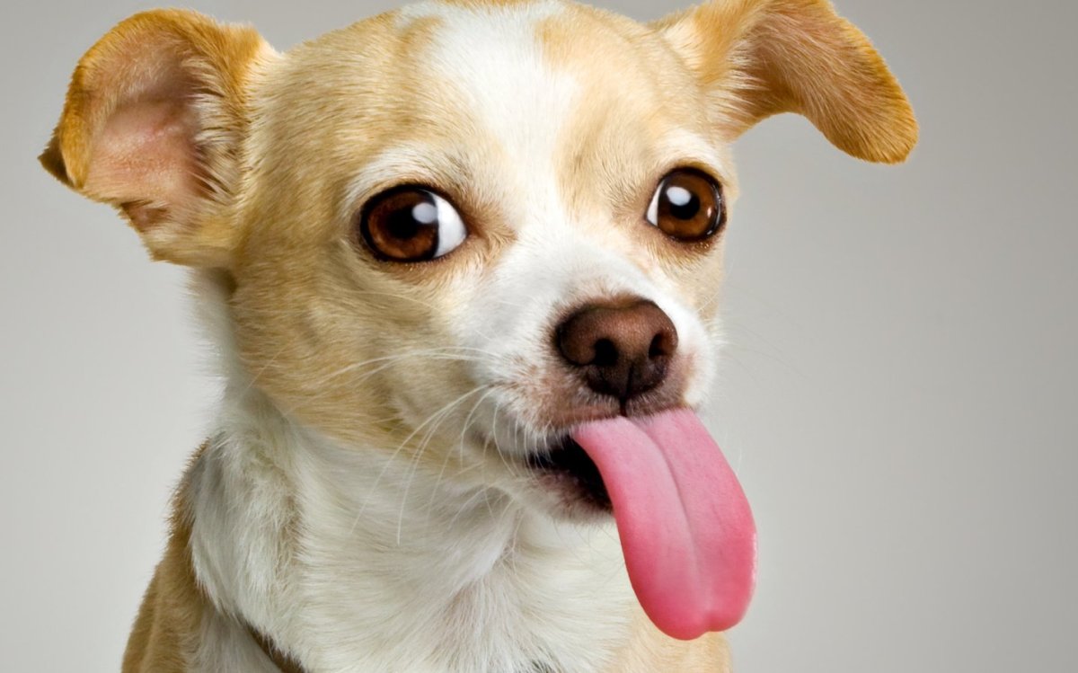 Чихуахуа в добрые