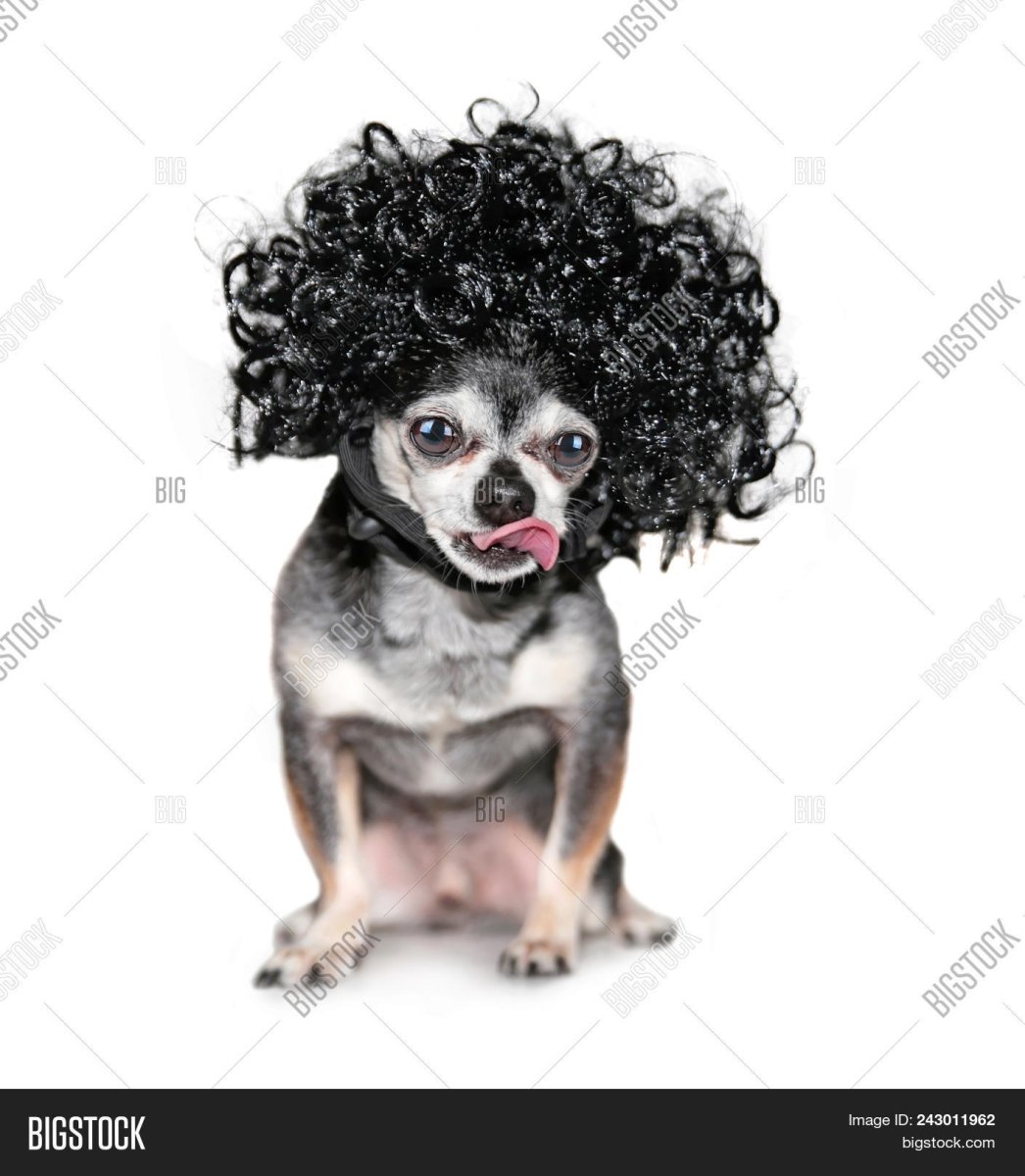 Кудрявые чихуахуа