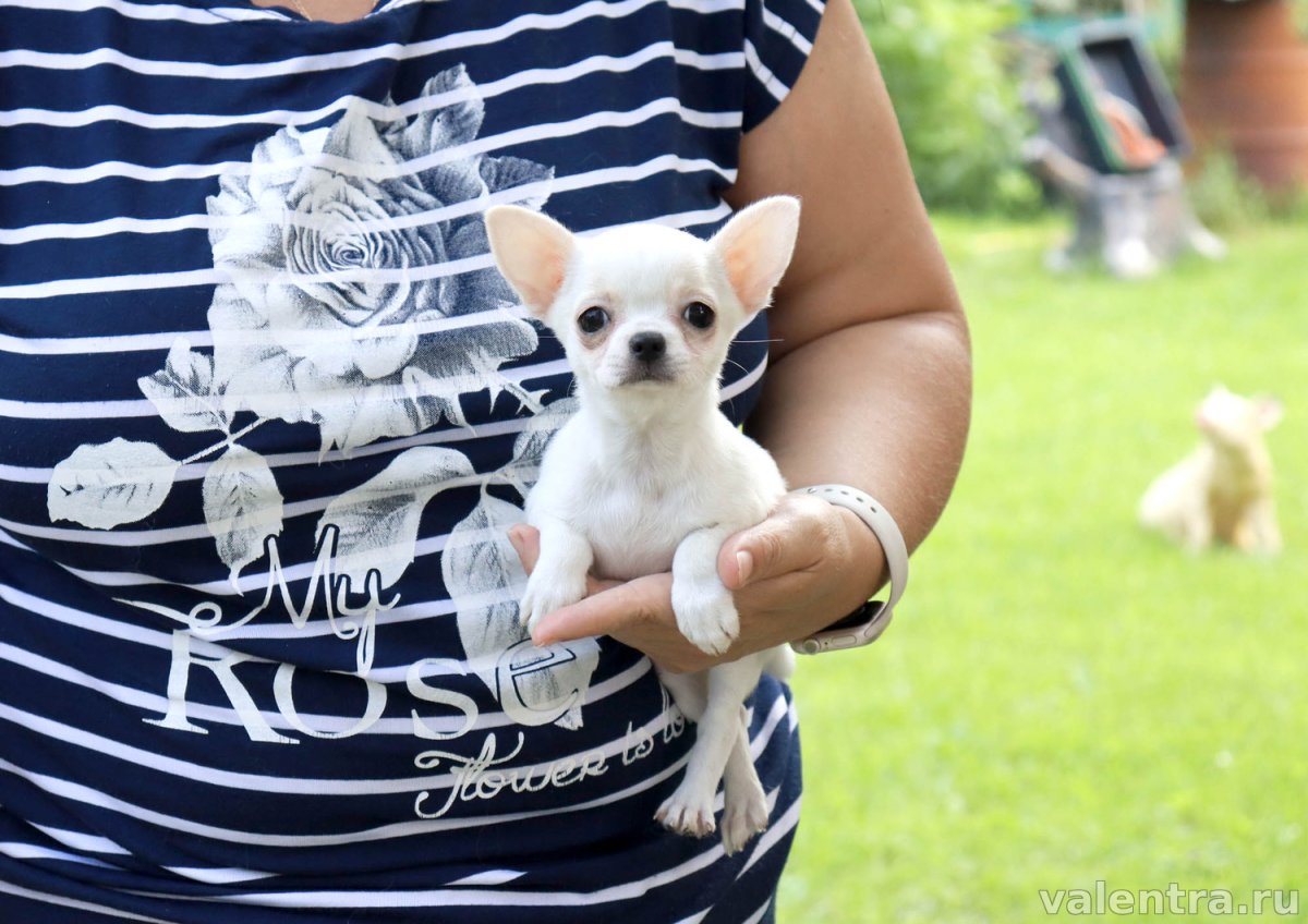 Маленькая злая собачка порода