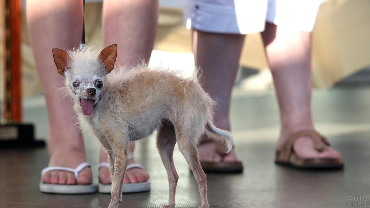 Наряды для чихуахуа