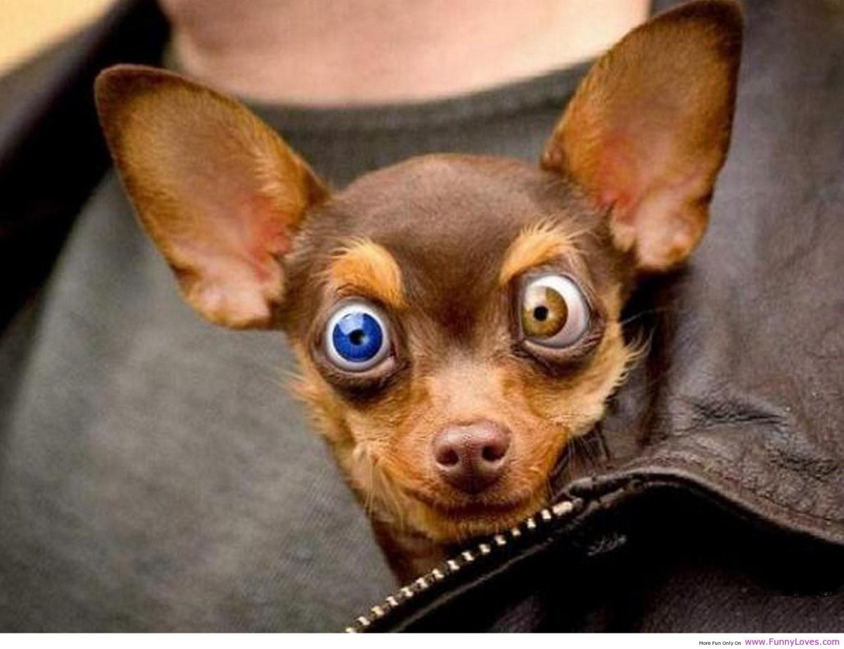 Чихуахуа в очках