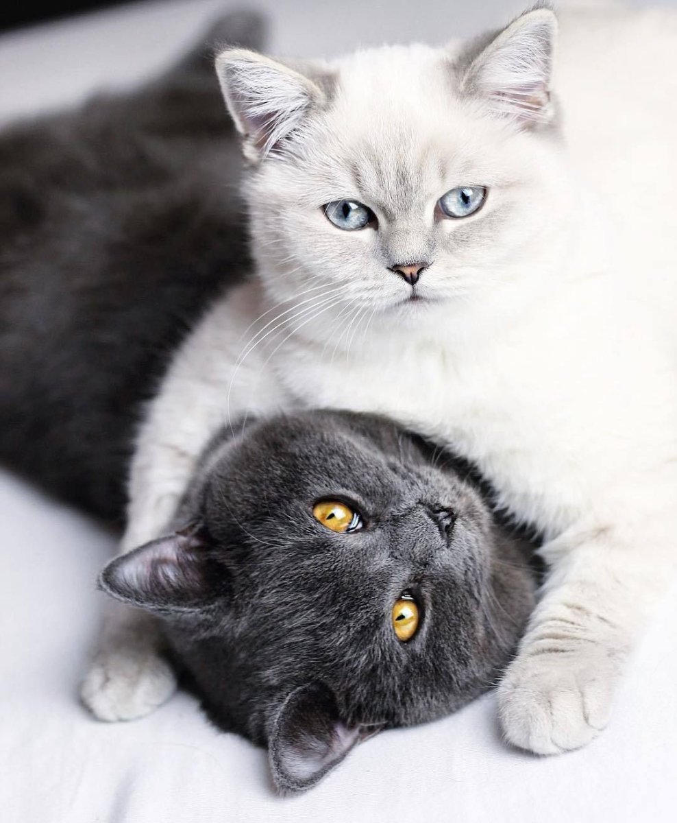 Котики вместе