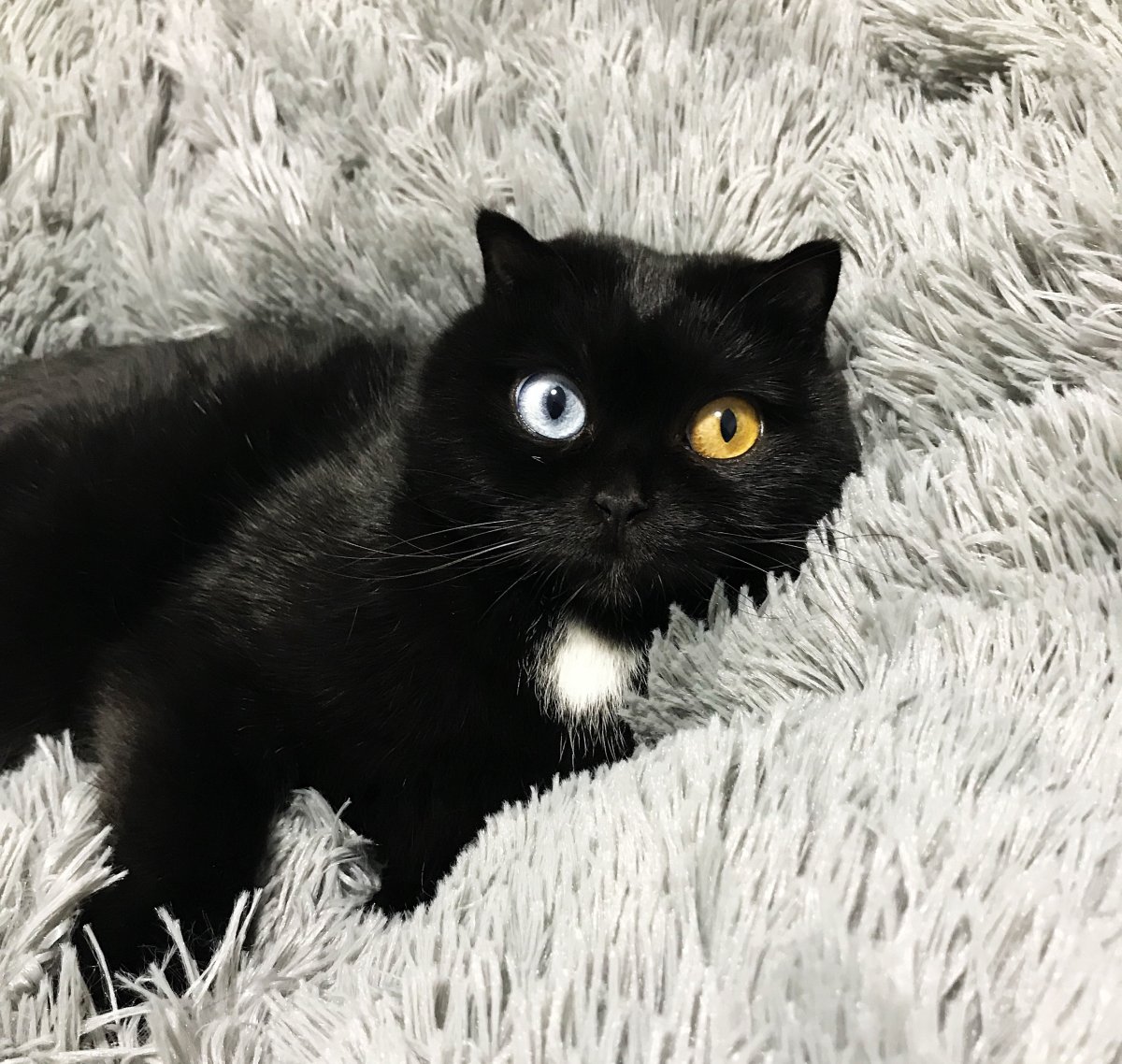 Британский кот черный с белым