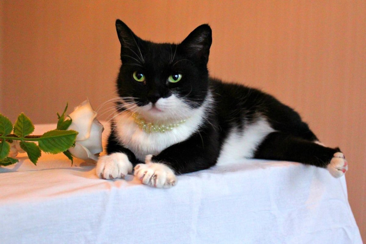 Сибирская биколор короткошерстная кошка