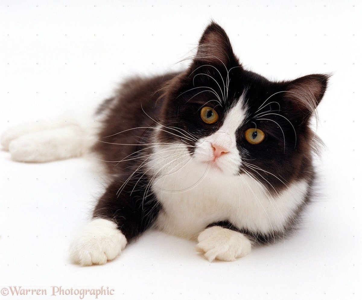 Черно белый пушистый кот порода