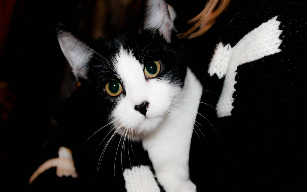 Черно белый кот