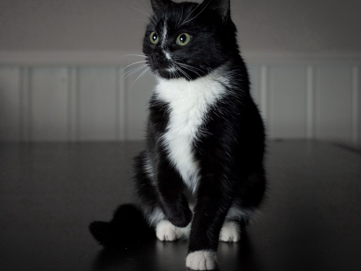 Черно белые коты