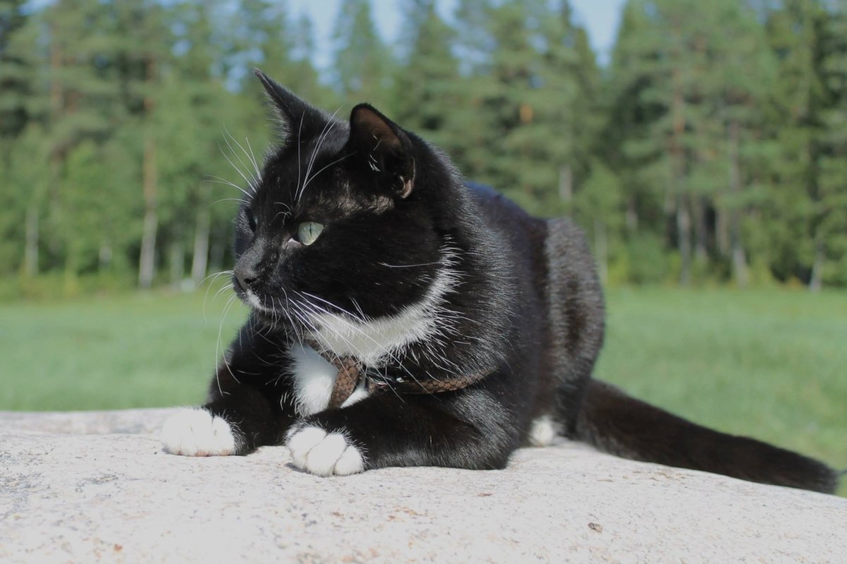 Кошка с белыми лапками