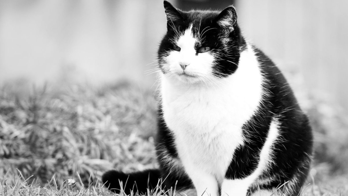 Черно белый кот