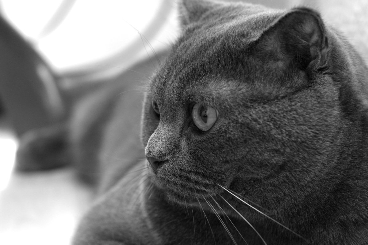 Британский короткошерстный кот