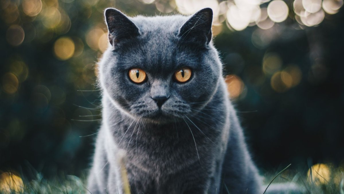 Британская кошка на рабочий стол