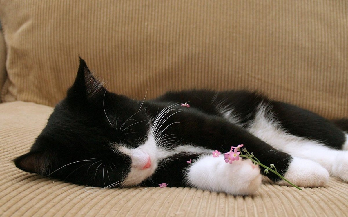 Котенок черно-белый