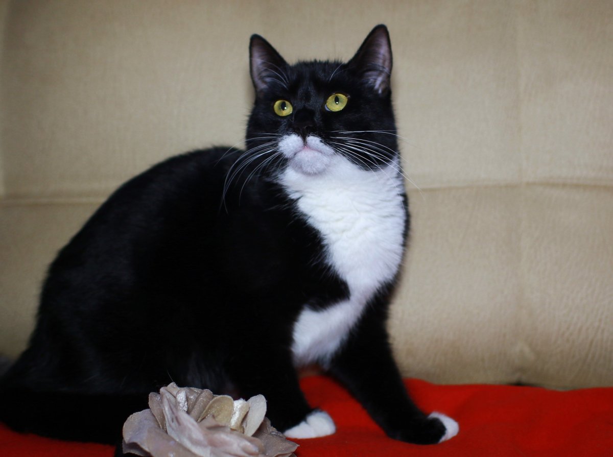 Черный биколор европейская короткошерстная