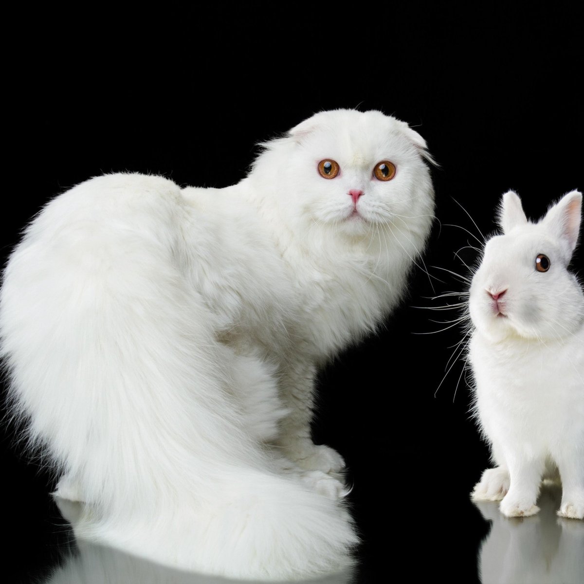 Черная кошка на белом фоне